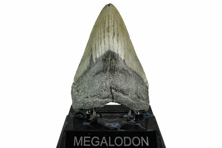Serrated, Fossil Megalodon Tooth - North Carolina #355832